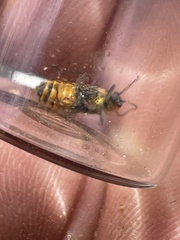 Chauliognathus scutellaris