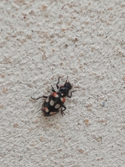 Eriopis connexa