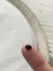 Harmonia axyridis