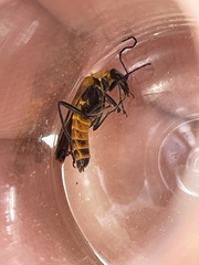 Chauliognathus scutellaris