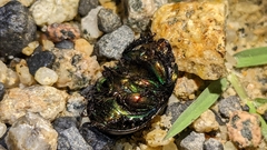 Geotrupidae