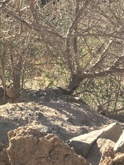 Scelorchilus albicollis