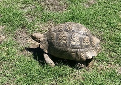 Stigmochelys pardalis