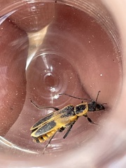 Chauliognathus scutellaris