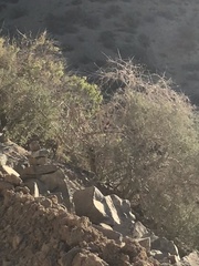 Scelorchilus albicollis