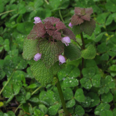 Lamium purpureum purpureum