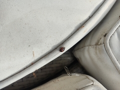 Harmonia axyridis