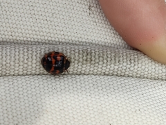 Harmonia axyridis