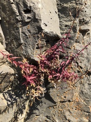 Penstemon richardsonii
