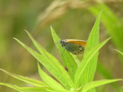 Coenonympha glycerion