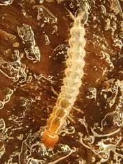 Staphylinidae