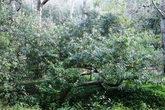 Brabejum stellatifolium