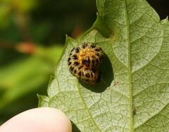 Macremphytus testaceus