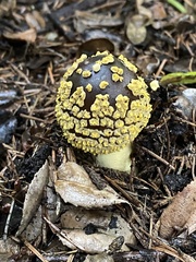 Amanita augusta