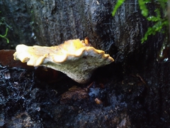 Cerioporus leptocephalus