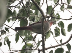 Piranga roseogularis