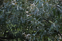 Brabejum stellatifolium