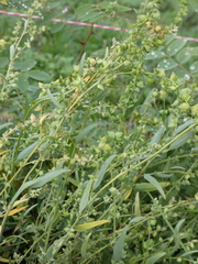 Atriplex oblongifolia