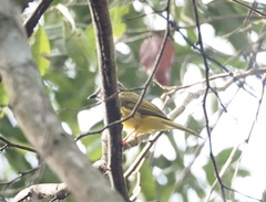 Eucometis penicillata