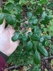 Vaccinium arboreum