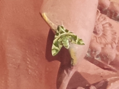 Daphnis nerii