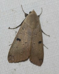 Ophiusa disjungens