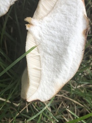 Tylopilus badiceps