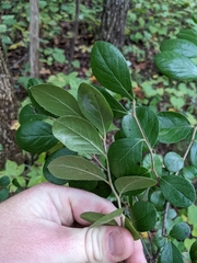 Vaccinium arboreum