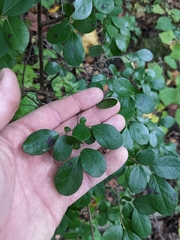 Vaccinium arboreum