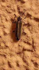 Photinus signaticollis