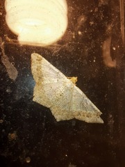 Psamatodes abydata