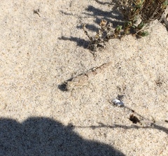 Sphingonotus imitans