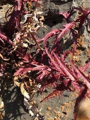 Penstemon richardsonii