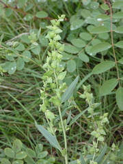Atriplex oblongifolia