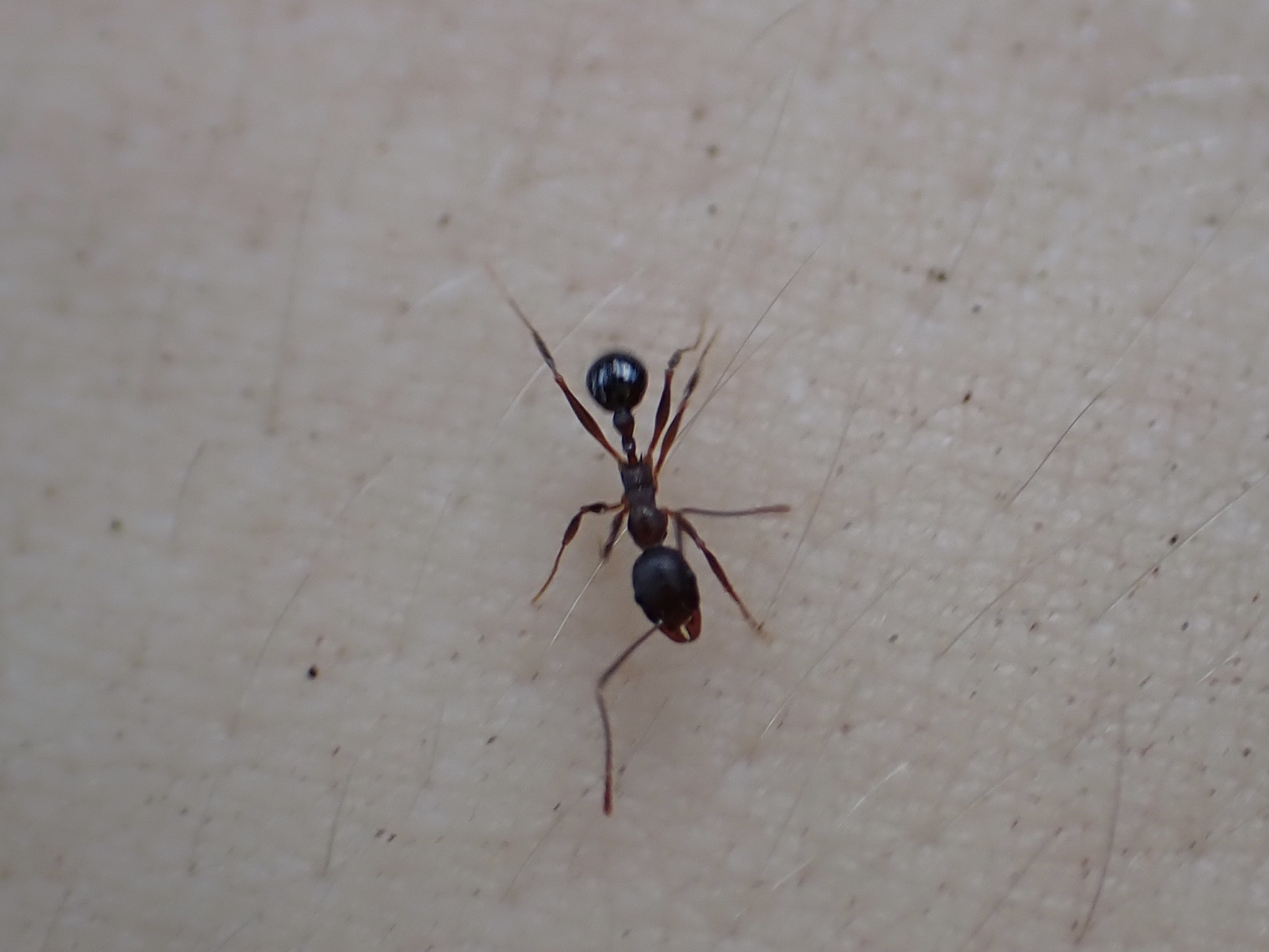 Aphaenogaster miamiana