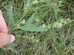 Atriplex oblongifolia