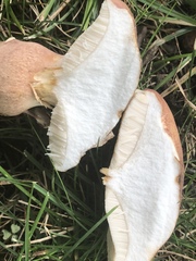 Tylopilus badiceps
