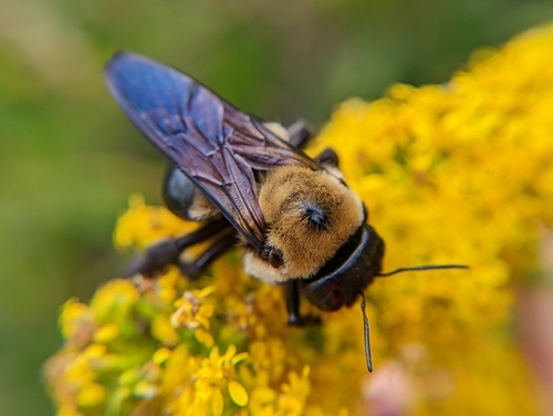 Eastern Carpenter Bee, photo 6 of 8
