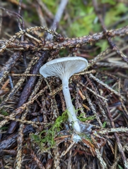 Clitocybe ditopa