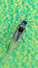 Aphididae