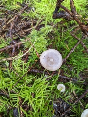 Clitocybe ditopa