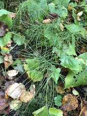 Equisetum fluviatile