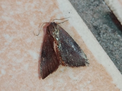 Galgula