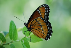 Limenitis archippus obsoleta