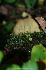 Rhizomnium punctatum