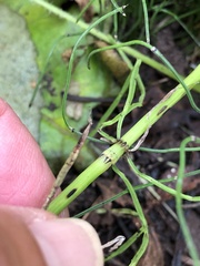Equisetum fluviatile