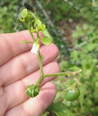 Salpichroa origanifolia