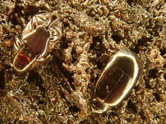 Platylomalus complanatus