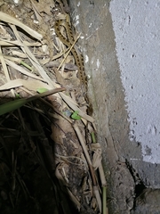 Leptodeira ashmeadii