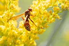 Polistes apachus